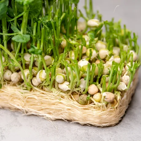 De ce se pune grâu la încolțit de Sfântul Andrei. Ce anunță acest obicei străbun!