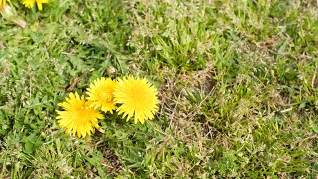 Ai curtea plină de păpădie? Scapă această plantă care se înmulțește rapid cu un ingredient natural