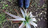 Faci plajă? Ia cu tine această plantă minune ce ajută pielea expusă la soare