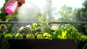 Cele 3 plante aromatice care împrospătează aerul și țin insectele la distanță. Sunt ușor de întreținut și perfecte pentru balcon sau apartament
