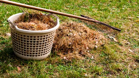 Cum trebuie să ai grijă de grădina ta în octombrie. Ce trebuie să plantezi și când tunzi ultima dată gazonul