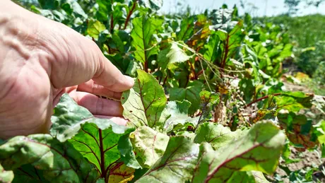 Leguma verde care relaxează vasele de sânge și scade tensiunea, mai ales dacă mănânci sărat