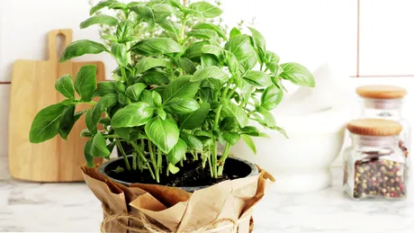 Plante pe care să le crești în bucătărie. Purifică aerul și te scapă de mirosul de mâncare