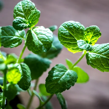 Cum se usucă corect menta pentru a-și păstra aroma și proprietățile