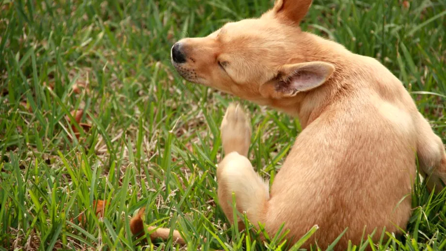 Cum să scapi de puricii din curte, mai ales dacă ai animale de companie. Trucul care îi face să dispară în 48 de ore