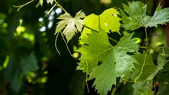 Ceai din viță de vie pentru menopauză: ce beneficii importante au frunzele de viță