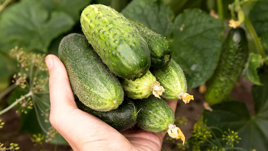 De ce au castraveții un gust amar? Soluții care te ajută când îi cultivi să nu mai iasă amari