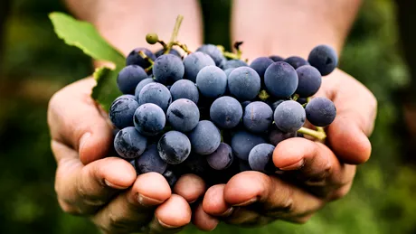 Strugurele, fructul care „vindecă”: de ce să mesteci coaja boabelor