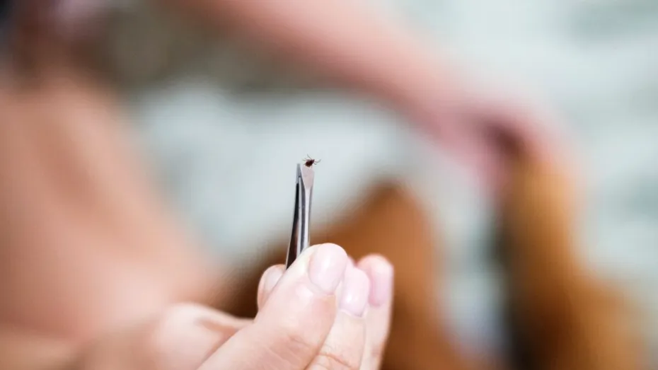 Cum scoți corect o căpușă fără să o rupi. Metoda recomandată de un medic dermatolog