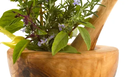 Plantele aromatice, reţeta unui organism tânăr şi sănătos!