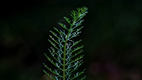 Coada calului, remediu pentru sănătate