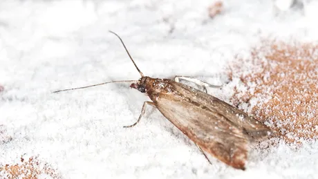 Cum îți dai seama că făina e stricată? 3 semne că trebuie să o arunci imediat!