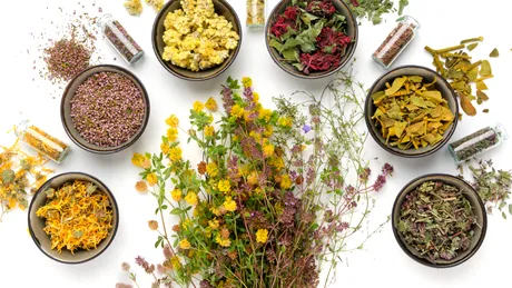 Cele mai puternice plante medicinale pentru sănătate: ce să folosești pentru detoxifiere, rinichi, memorie sau inflamații