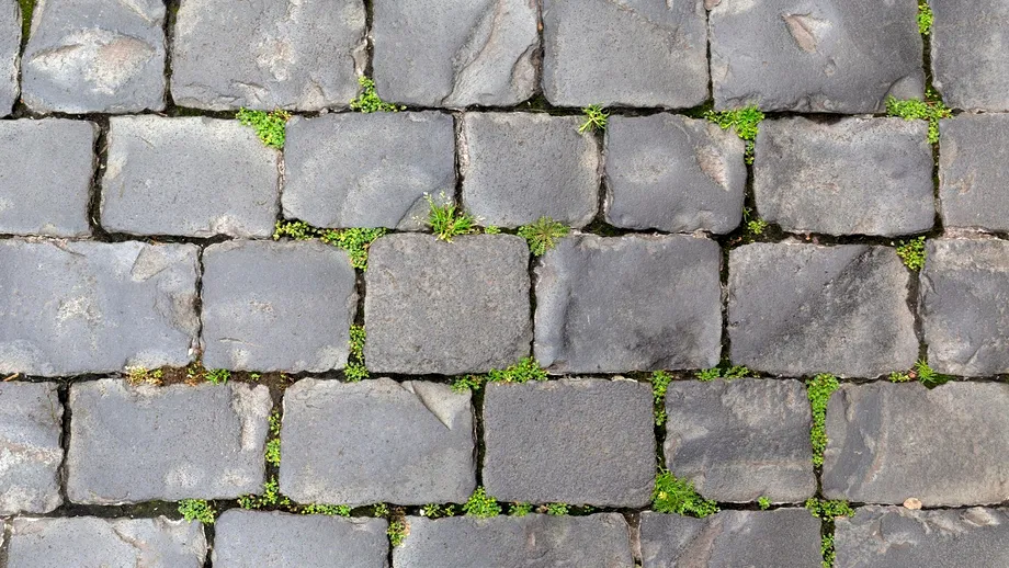 Soluție naturală pentru buruienile din curte: cu oțet, sare și un ingredient secret! Rezultatele apar în câteva ore