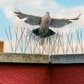 Ce înseamnă când o pasăre se așază la geam sau pe balcon. Ce spune tradiția