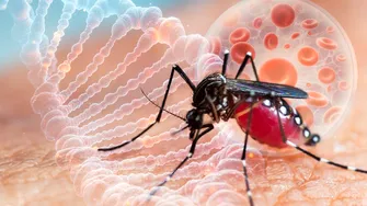 Febra dengue a scăpat de sub control într-o regiune din Italia, avertizează epidemiologii