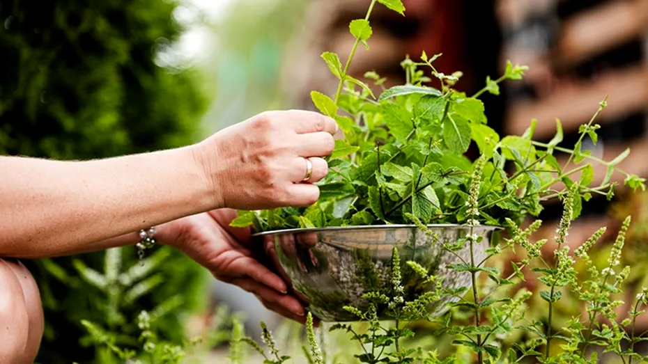 Plantele care pot fi toxice sau chiar fatale pentru câini. La ce să fiți atenți