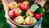 Unde să păstrezi merele pentru a nu se înnegri. Fructele vor rămâne proaspete două luni
