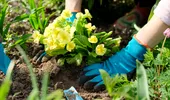 Flori spectaculoase pe care să le plantezi în octombrie pentru o grădină plină de culoare la primăvară. Trucul pe care puțini grădinari îl cunosc
