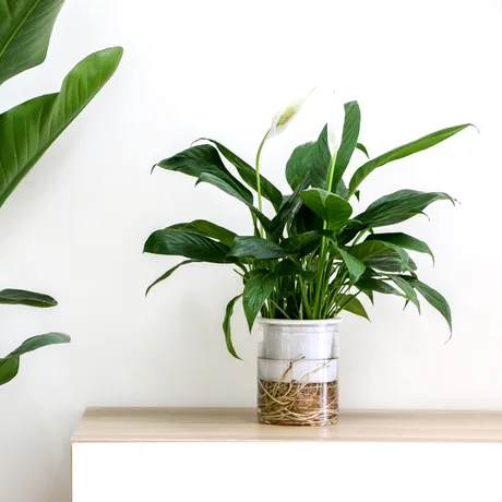 Plante și flori care provoacă dureri de cap. Ce să nu ții niciodată în dormitor dacă vrei un somn odihnitor