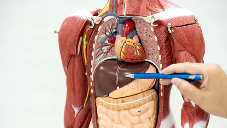 Sănătatea inimii și a ficatului: care sunt riscurile interconectate