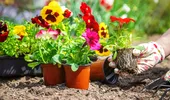 De ce ar trebui să tai florile înainte de plantare. Trucul neașteptat care ajută plantele să se prindă mai bine