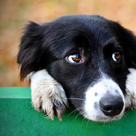 Semnele tăcute care arată că un câine suferă. Veterinarii avertizează că stăpânii le ignoră adesea