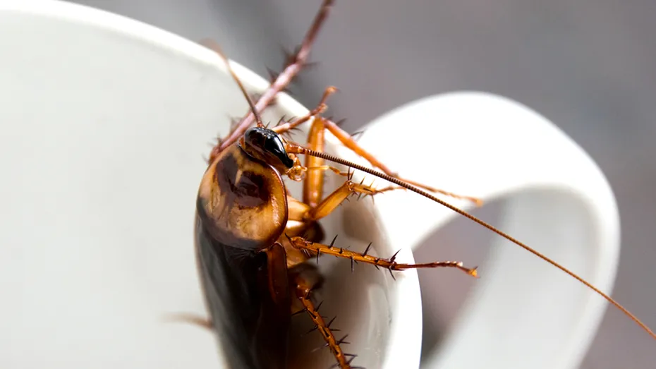 Ce riscuri nebănuite pentru sănătate implică strivirea gândacilor?