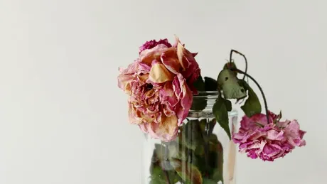 Trandafirii tăi se ofilesc? Iată ce poți face sa să îi readuci la viață