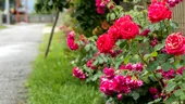 Vecinii periculoși ai trandafirilor: ce să nu plantezi niciodată pe lângă trandafiri. Le strică sănătatea și frumusețea