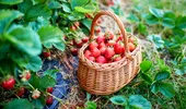3 fructe pe care să le pui în grădină acum. Cresc rapid și culegi chiar vara asta