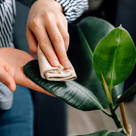 Cu ce să ștergi frunzele plantelor ca să lucească natural, fără ulei