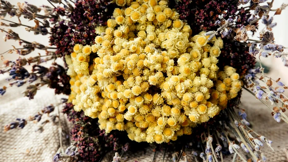 3 plante pentru somn liniștit. Scapă de insomnie și stres cu remedii din natură!