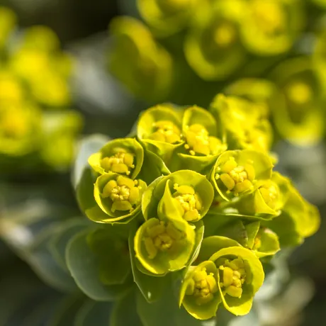 Euphorbia, planta spectaculoasă care îți transformă grădina. Cum o îngrijești și ce trebuie să știi despre „coronița lui Hristos”