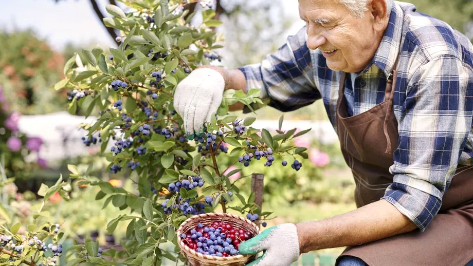 Fructul care încetinește atrofierea creierului. E considerat cel mai puternic antioxidant de pe Pământ