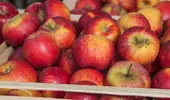 La ce trebuie să fii atent când cumperi mere din supermarket. Verifică acest lucru înainte să le pui în coș
