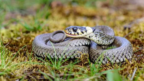 Ce trebuie să faci dacă vezi un șarpe în locuință! Greșelile care pot duce la mușcături periculoase