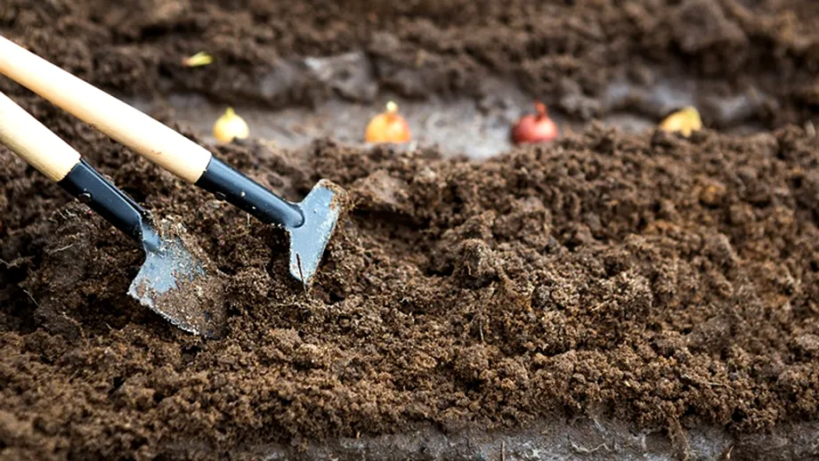 Secretul bunicilor pentru un pământ mai fertil după ce ai cultivat ceapă. 5 soluții naturale