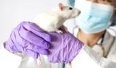 Avertismentul medicilor după o mușcătură de șobolan! Infecțiile grave care pot apărea și ce trebuie făcut de urgență