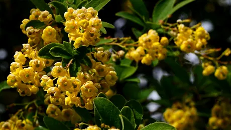 Planta considerată „Ozempic natural”. Te scapă de kilogramele în plus la menopauză