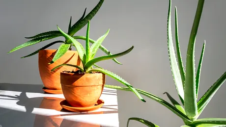 Cât de des trebuie udată aloe vera. Regula simplă care îți poate salva planta