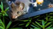Soluția naturală care îți protejează casa de șoareci
