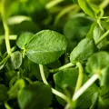 Superalimentul verde pe care mulți îl ignoră. Efectele sale asupra sănătății