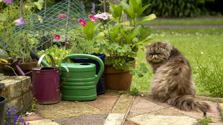 Soluția naturală care ține pisicile departe de plantele tale! O prepari din ingrediente din bucătăria ta