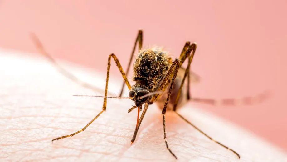 Virusul West Nile se extinde în Europa. România se numără printre țările în care au fost raportate cazuri