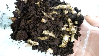 Alimentul pe care îl poți cultiva în baie. N-are nevoie de lumină și îl poți vedea cum crește în timp ce te speli pe cap