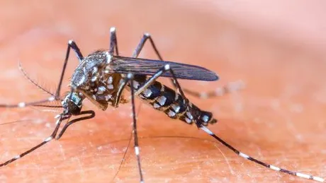 Virusul Zika poate provoca o formă de rară paralizie