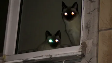 Motivul real pentru care ochii pisicilor strălucesc în întuneric