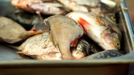 Pești care sunt periculoși pentru organism! Se găsesc și în supermarketurile din România!