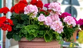 Îngrijirea CORECTĂ a mușcatelor după ploaie. Așa vor înflori din nou și vor fi chiar mai frumoase